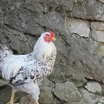 Zeydali 2* İmroz