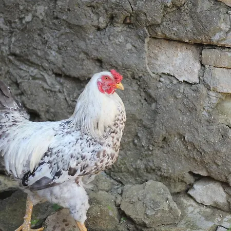 Zeydali 2* İmroz